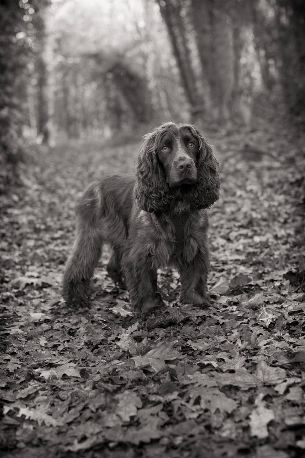 LUCY-Working Cocker Spaniel, North Finchley