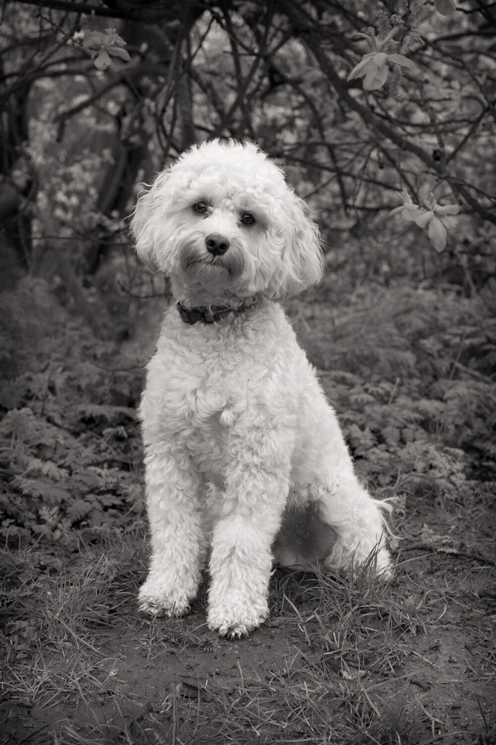 JASPER-Cockapoo, Marylebone