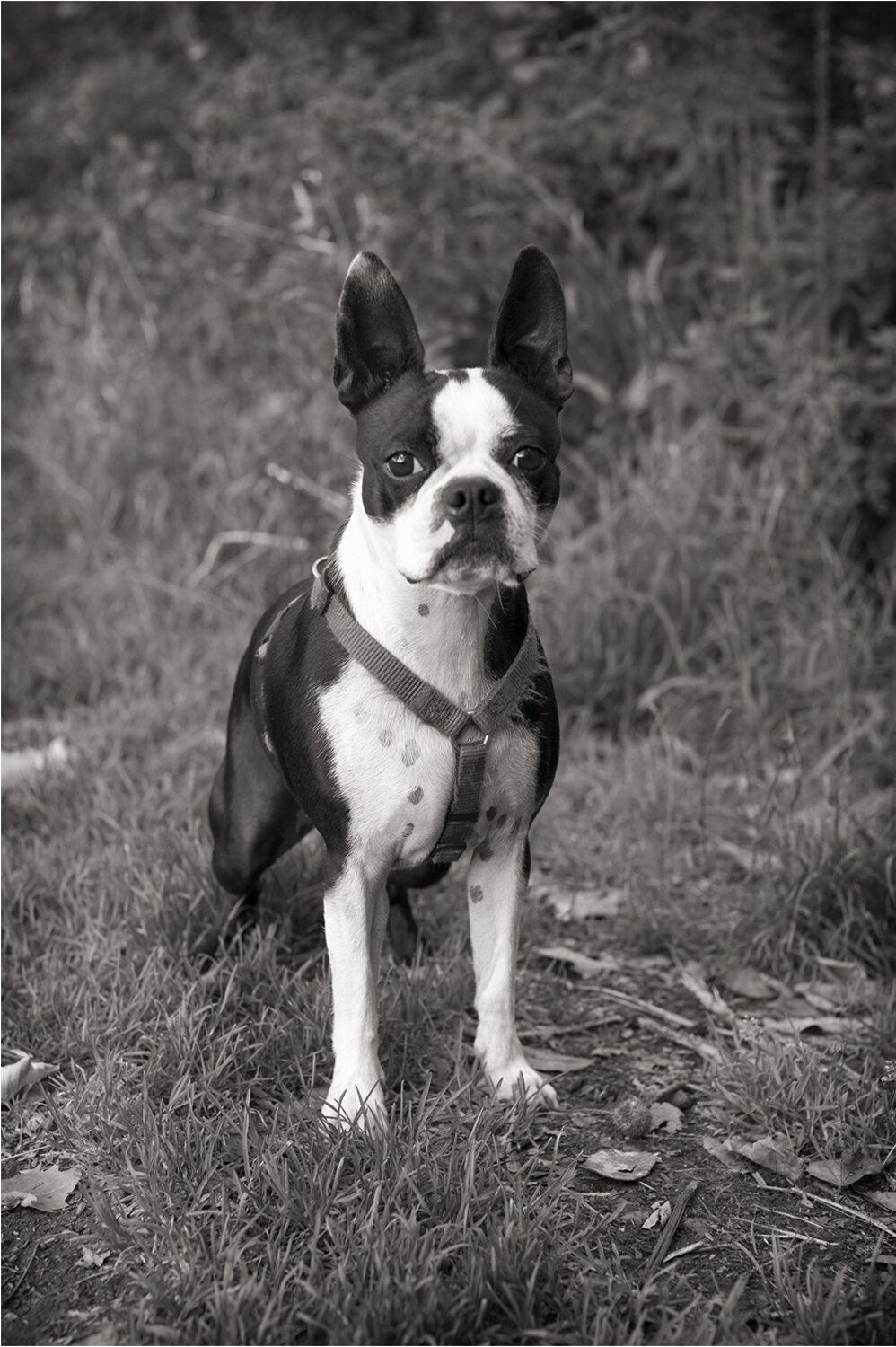 POPPY-Boston Terrier, Primrose Hill London