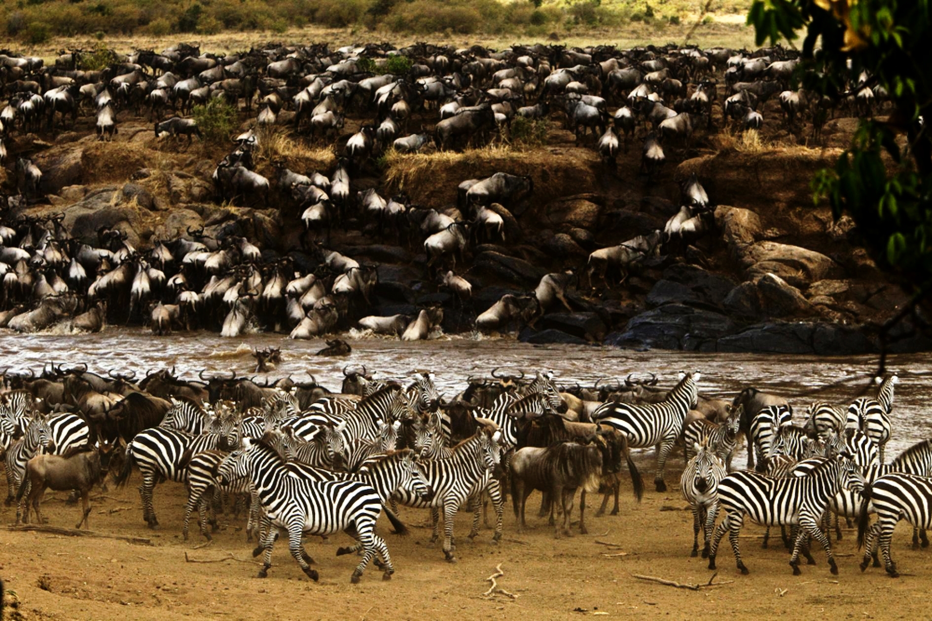 Mara Plains_Copyright_Beverly_Joubert_Mara_Wildlife_Kenya_5273_zebras.adapt.945.2.jpg