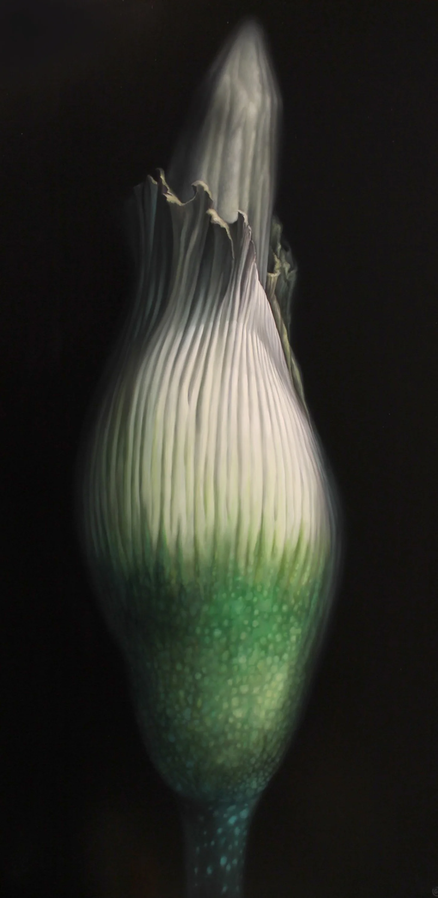 Dawn $4,200 oil on panel 48 x 24