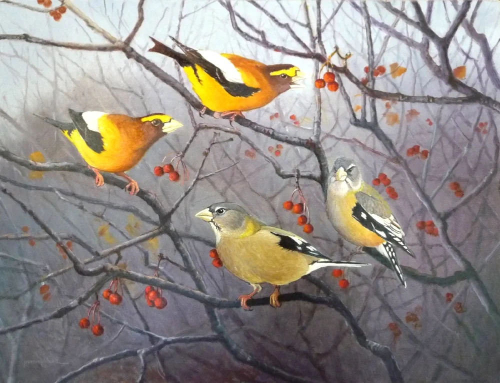 Easy Pickins (Evening Grosbeaks)