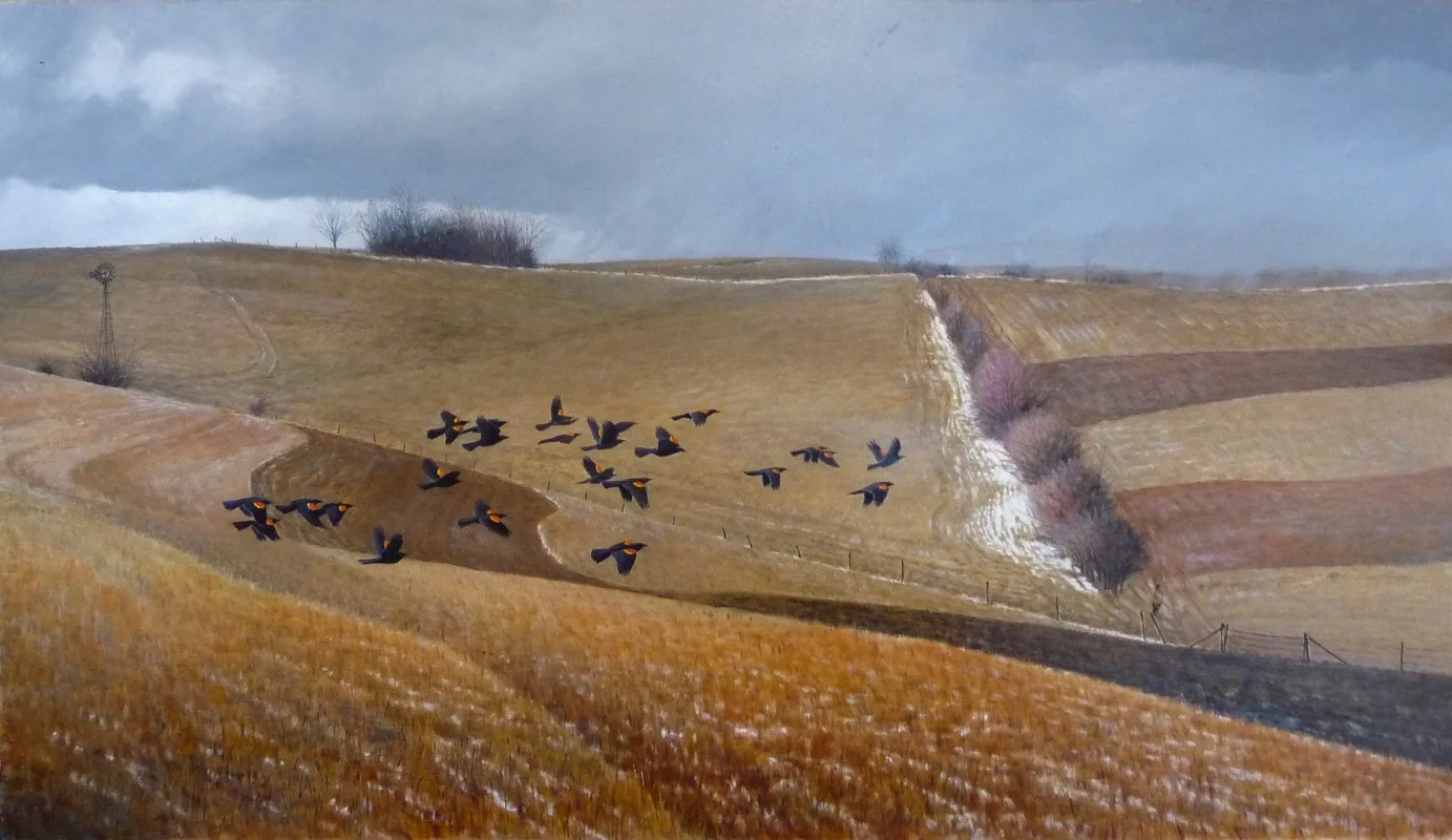 Male Redwings Coming North oil on board 25 x 39 $2,200