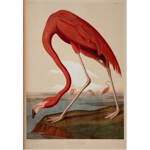 Flamingo, from “Birds of America,” John James Audubon