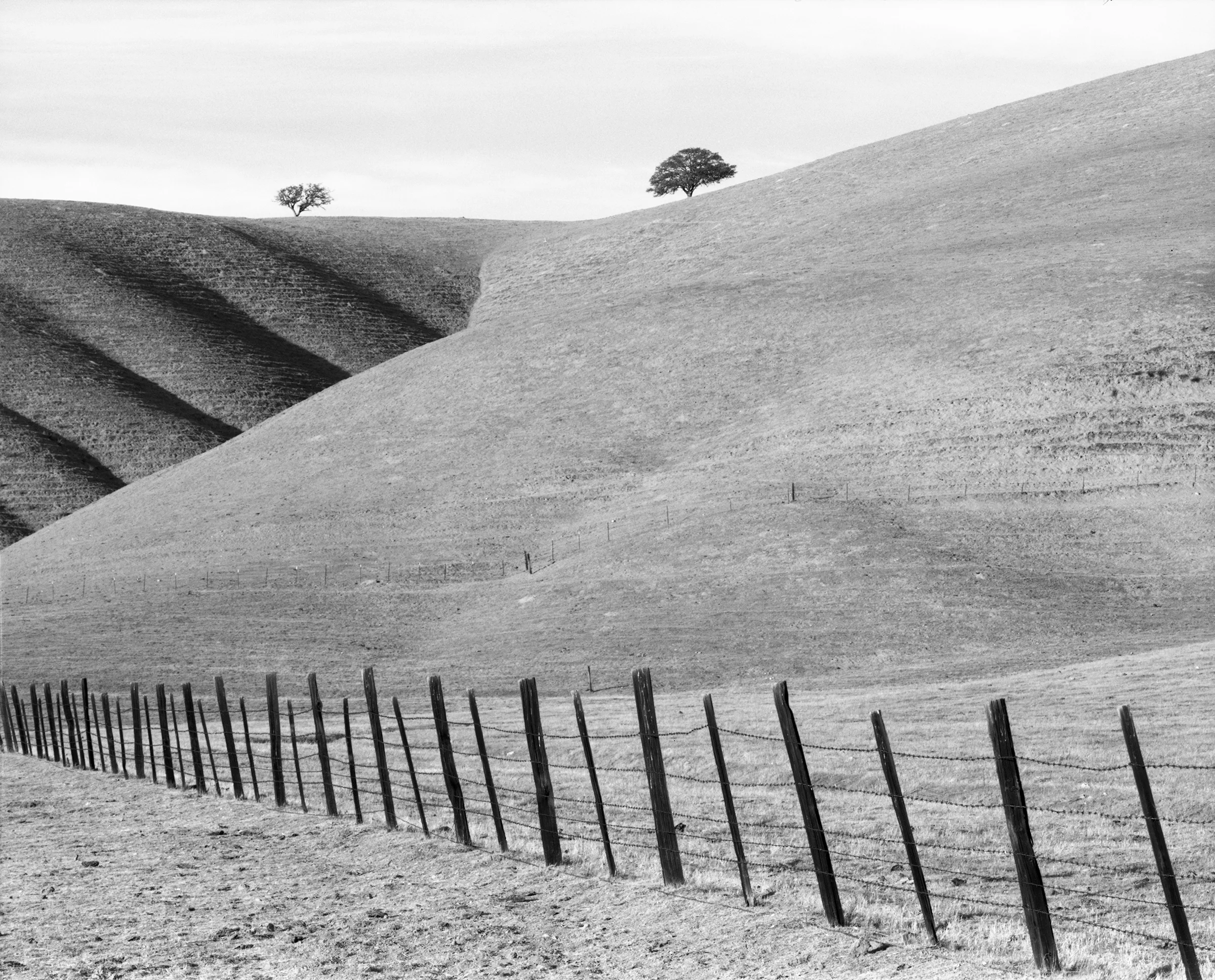 William Lemke - Fence Line and Two Trees along Hwy 25, California