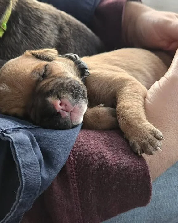 Anyone else in need of a little puppy therapy? This weekend I will be at a Puppies and Pages event hosted by @oopspuppies in the Valley at Gaspereau Community Centre from 1 to 3. They will have some of their adorable rescue puppies (who will soon be 