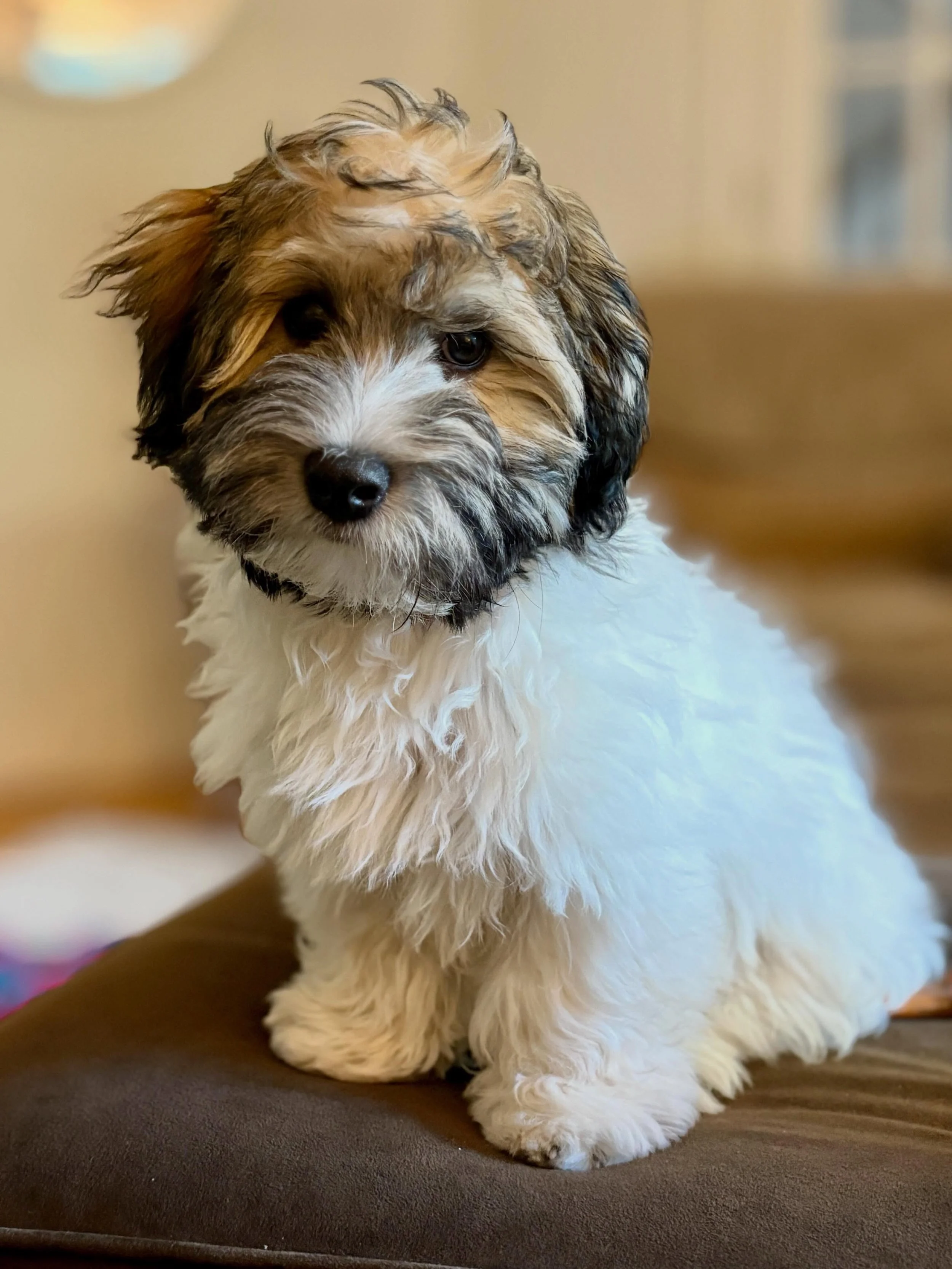 Stuffy or real dog? If it weren&rsquo;t for the puppy shark teeth we wouldn&rsquo;t be sure either.