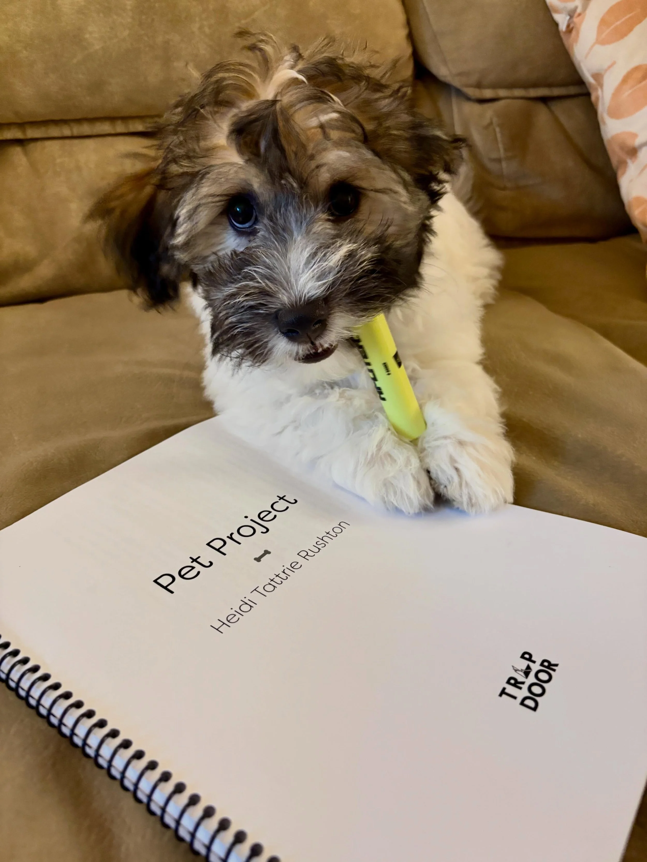 My challenge for today &hellip; final read through while chasing this monkey around. Wish me luck! 

PS No highlighters were consumed in this photo. Or at least I don&rsquo;t think so &hellip; I&rsquo;ll update here if his next poop is fluorescent ye