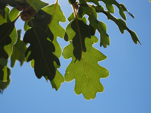 leaves-1521814_640.jpg