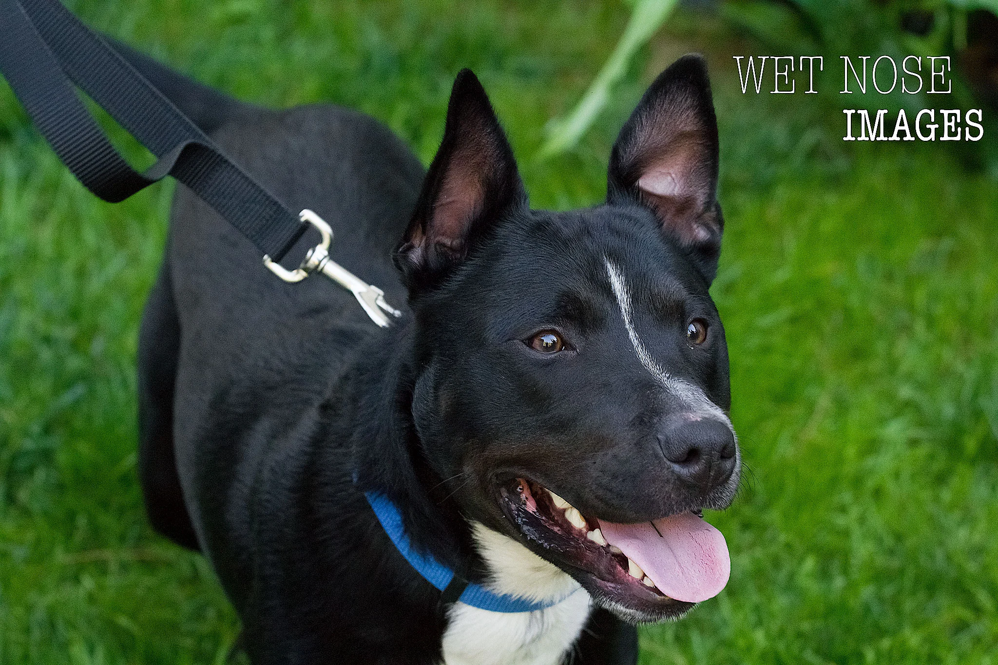 © Wet Nose Images 2014