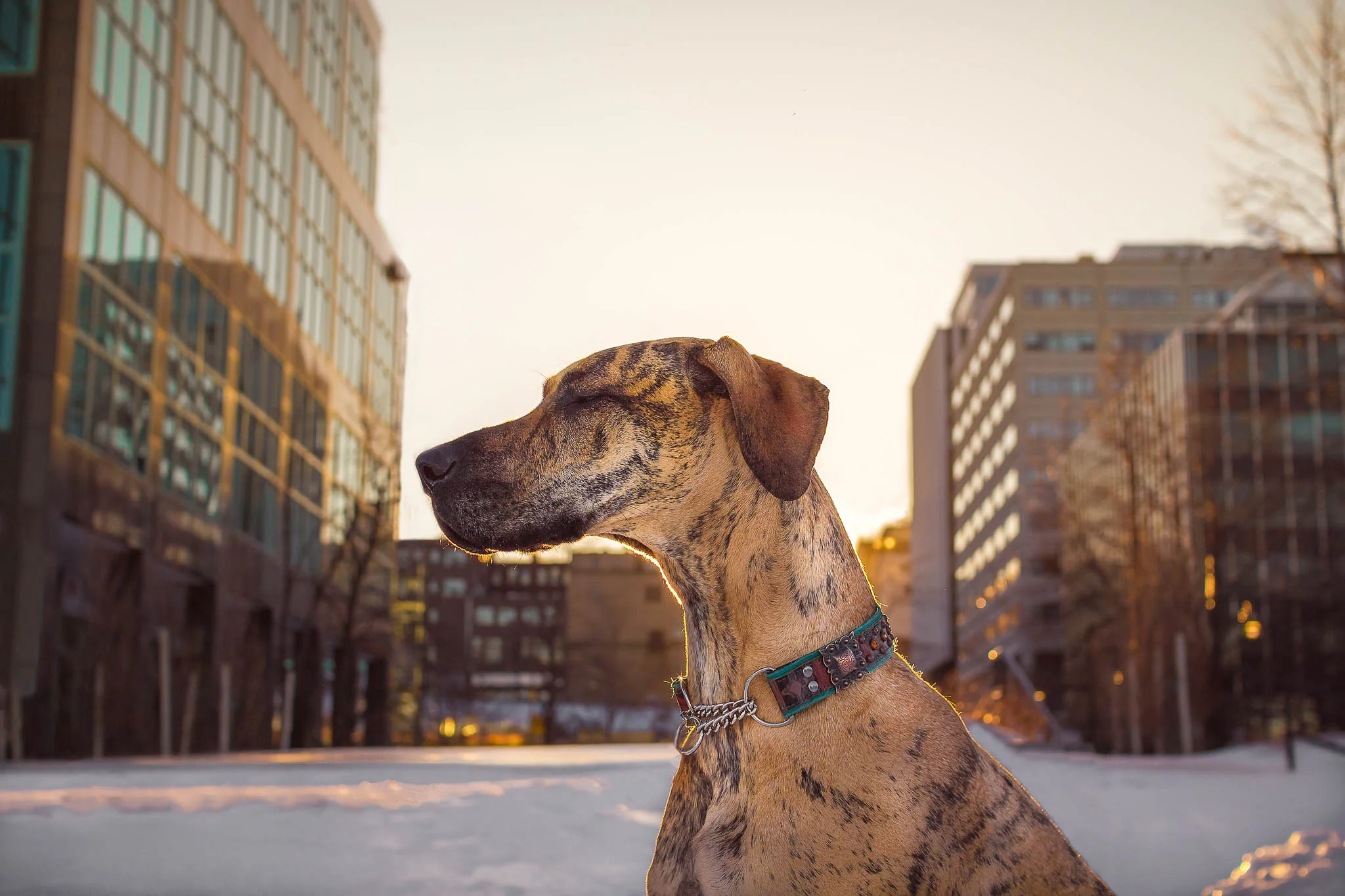 great_dane_halifax_dog_photographer.jpg