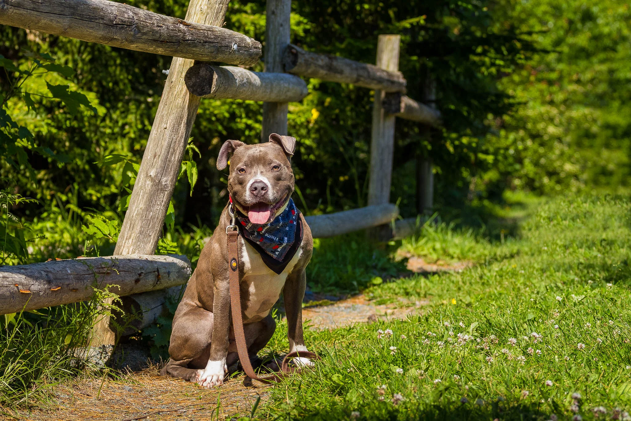 Tank in Point Pleasant Park