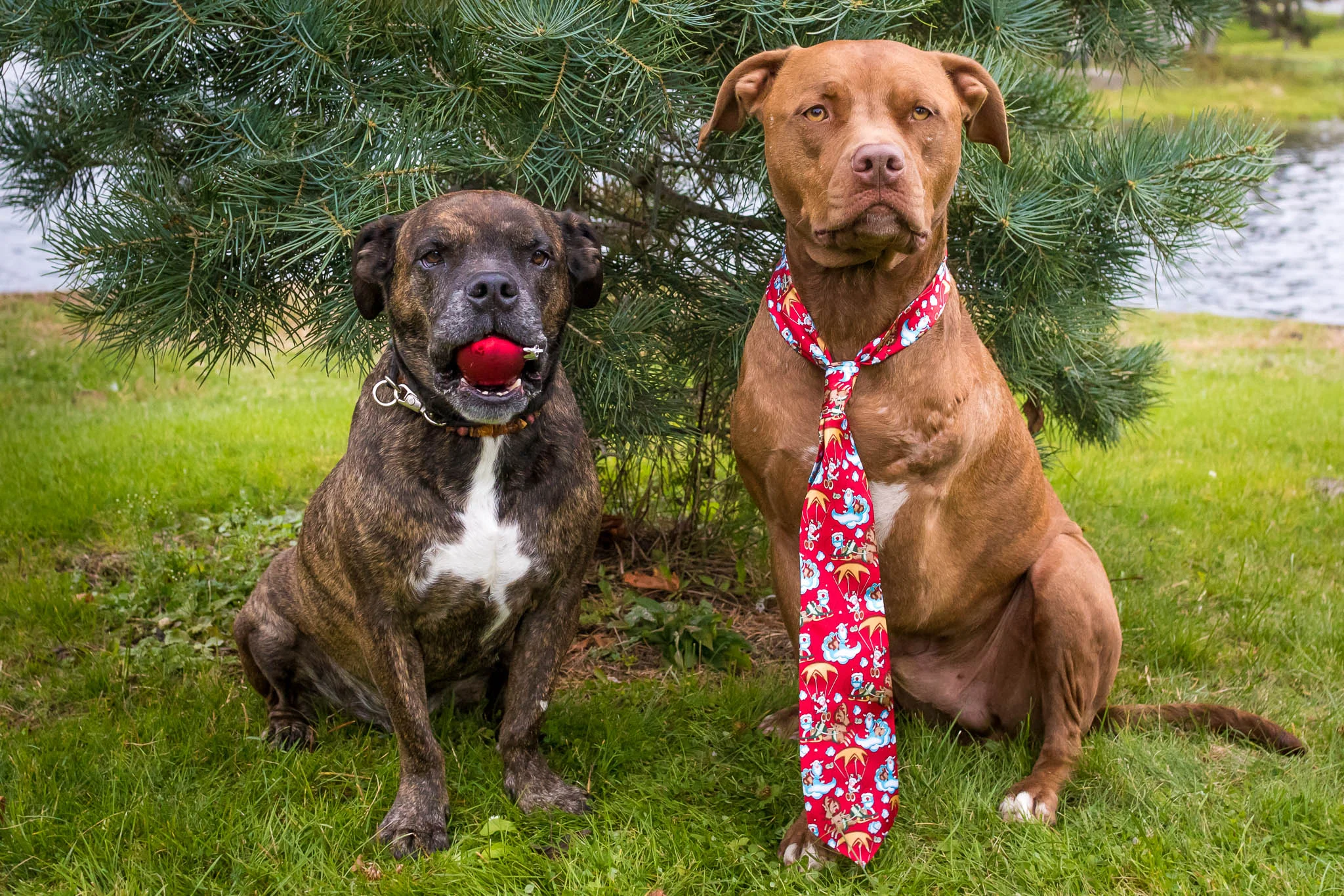 Diesel and Buddy, posing for Christmas photos.