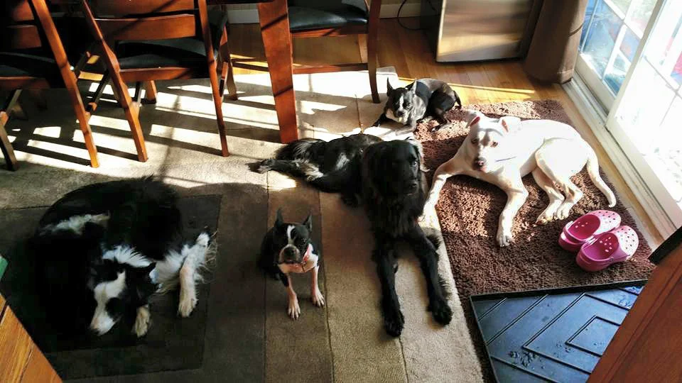 Chance with his new pack.