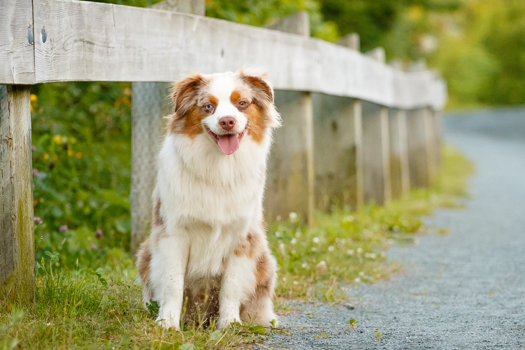 Australian_Shepherd_Halifax_Dog_Photographer.jpg