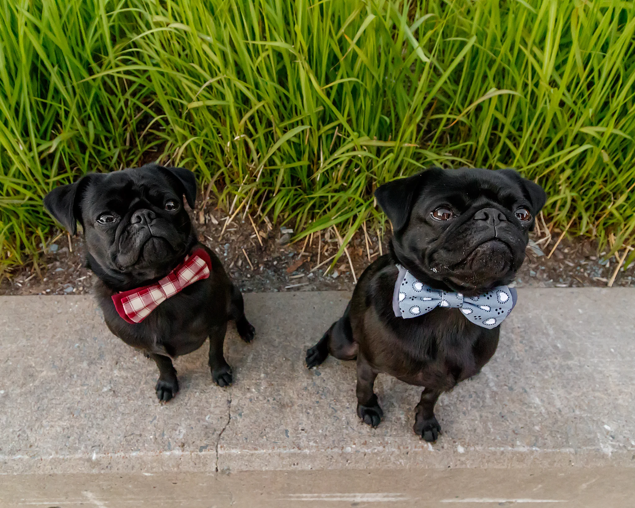 Norbert and Gilbert -- @norbsgilbs
