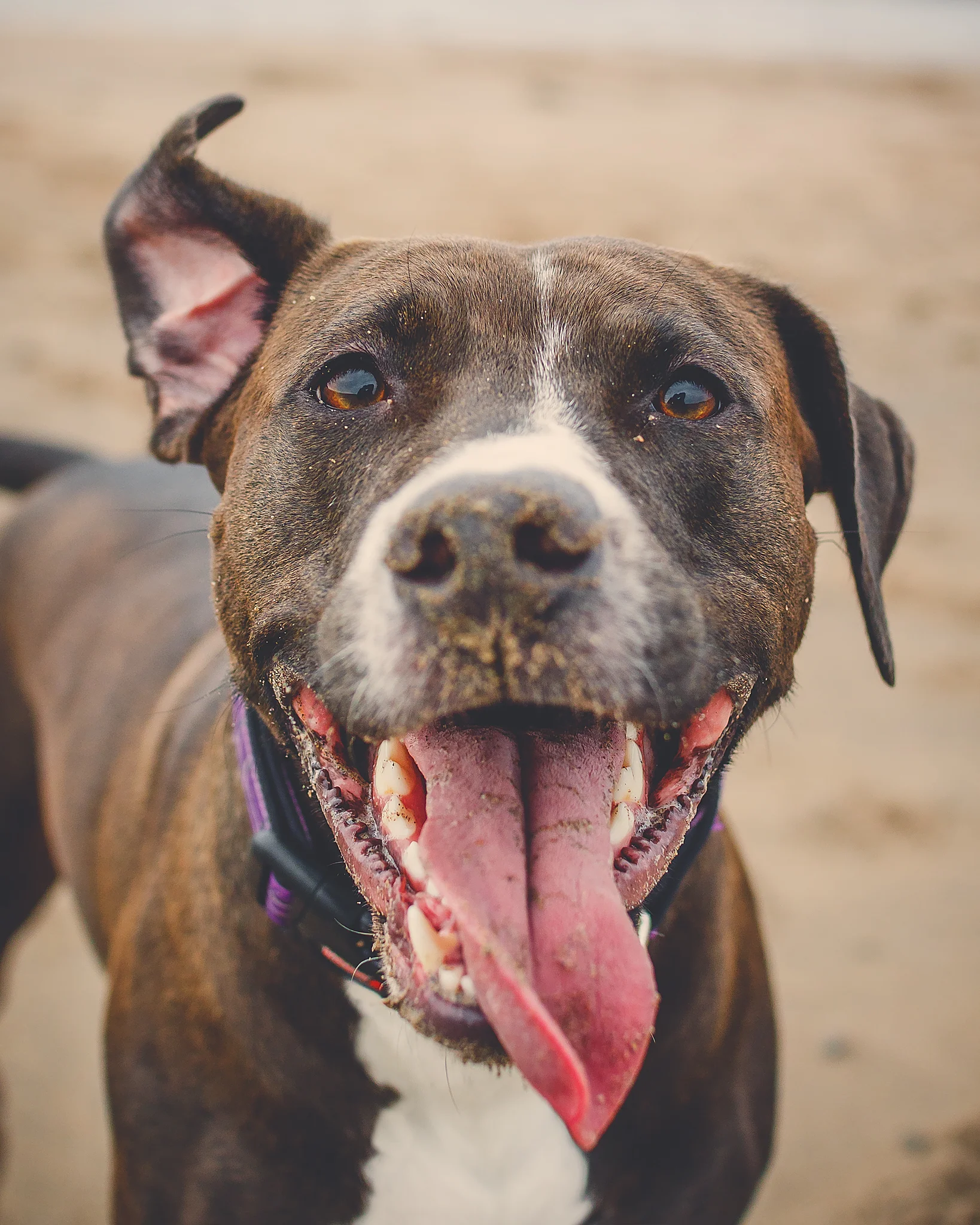 dog_beach_photography_halifax.jpg