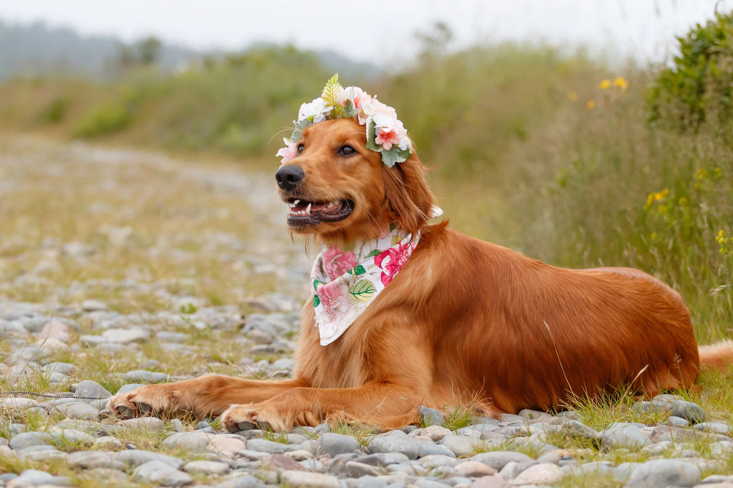 halifax_dog_photographer.jpg