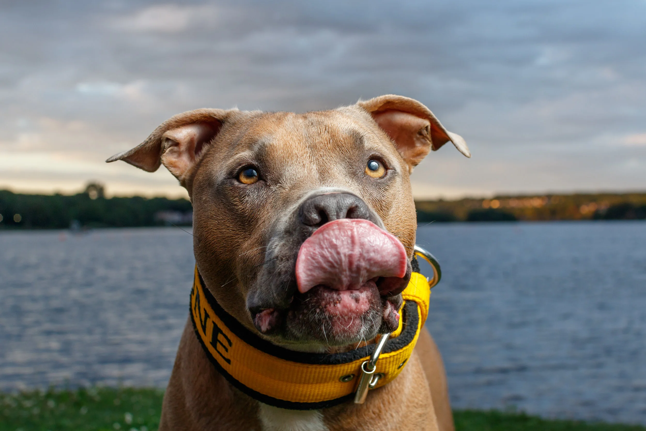 nova_scotia_halifax_pet_photographer.jpg