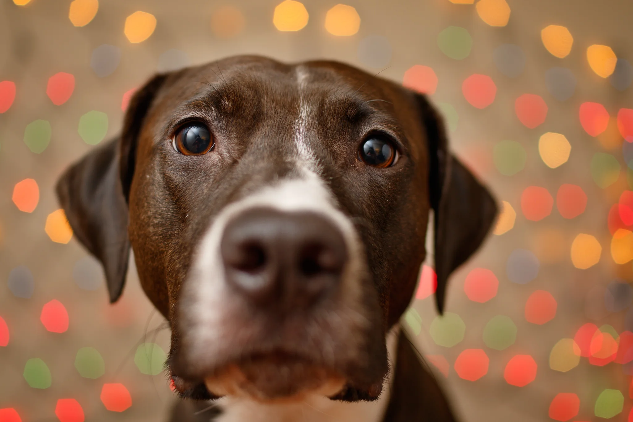 dog_photographer_halifax_christmas.jpg