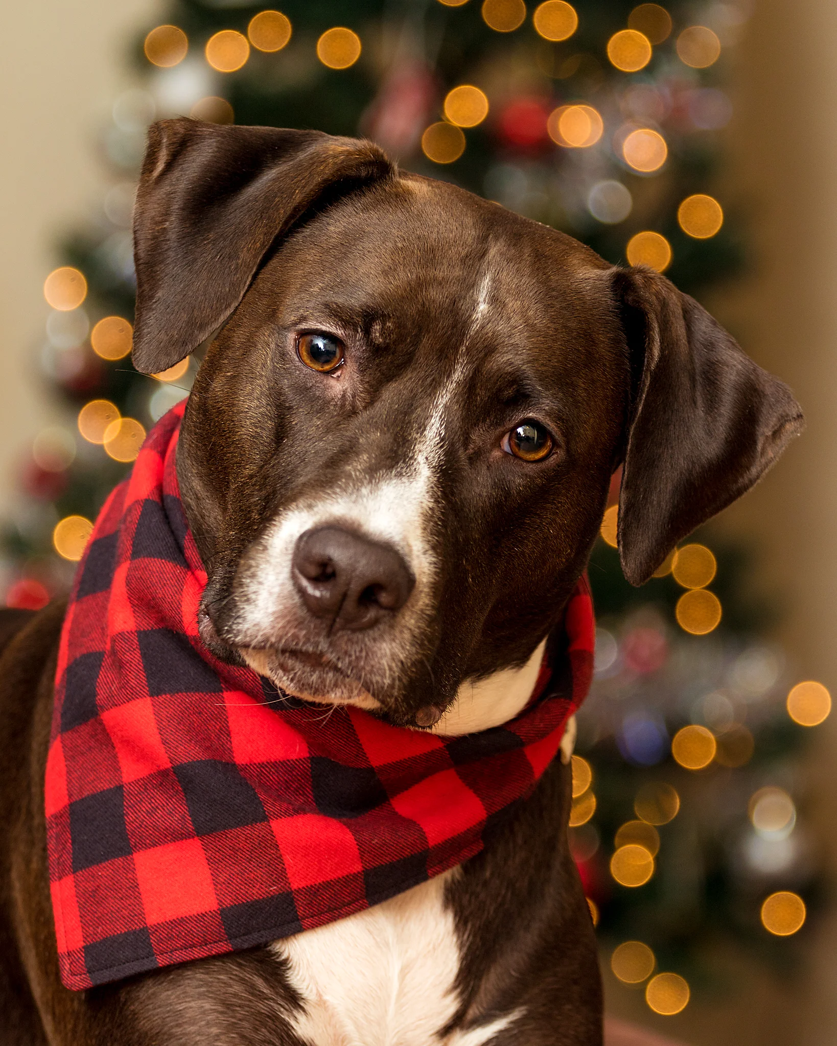 Halifax_Christmas_dog_Photography.jpg