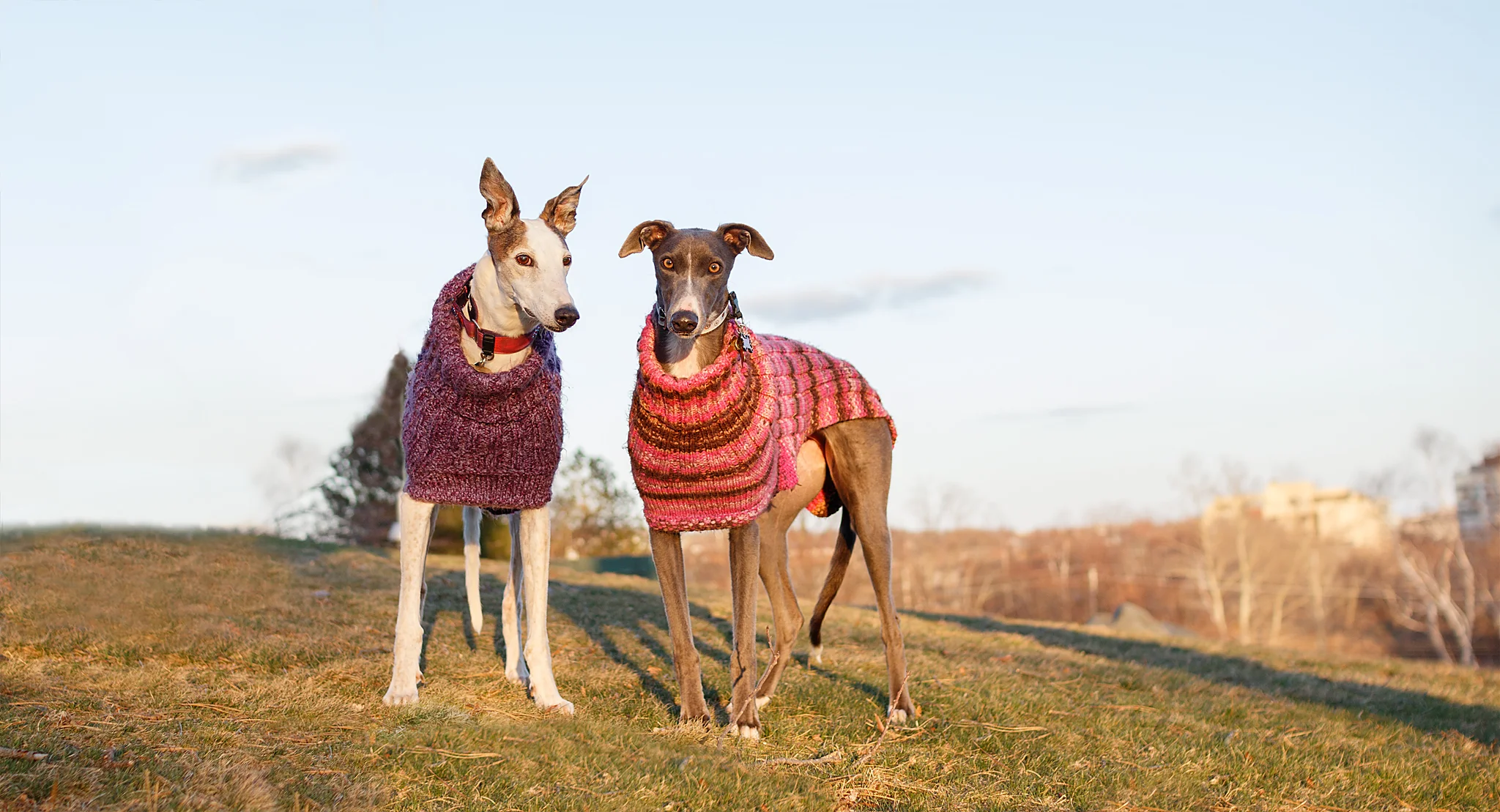 greyhound_pet_photographer.jpg