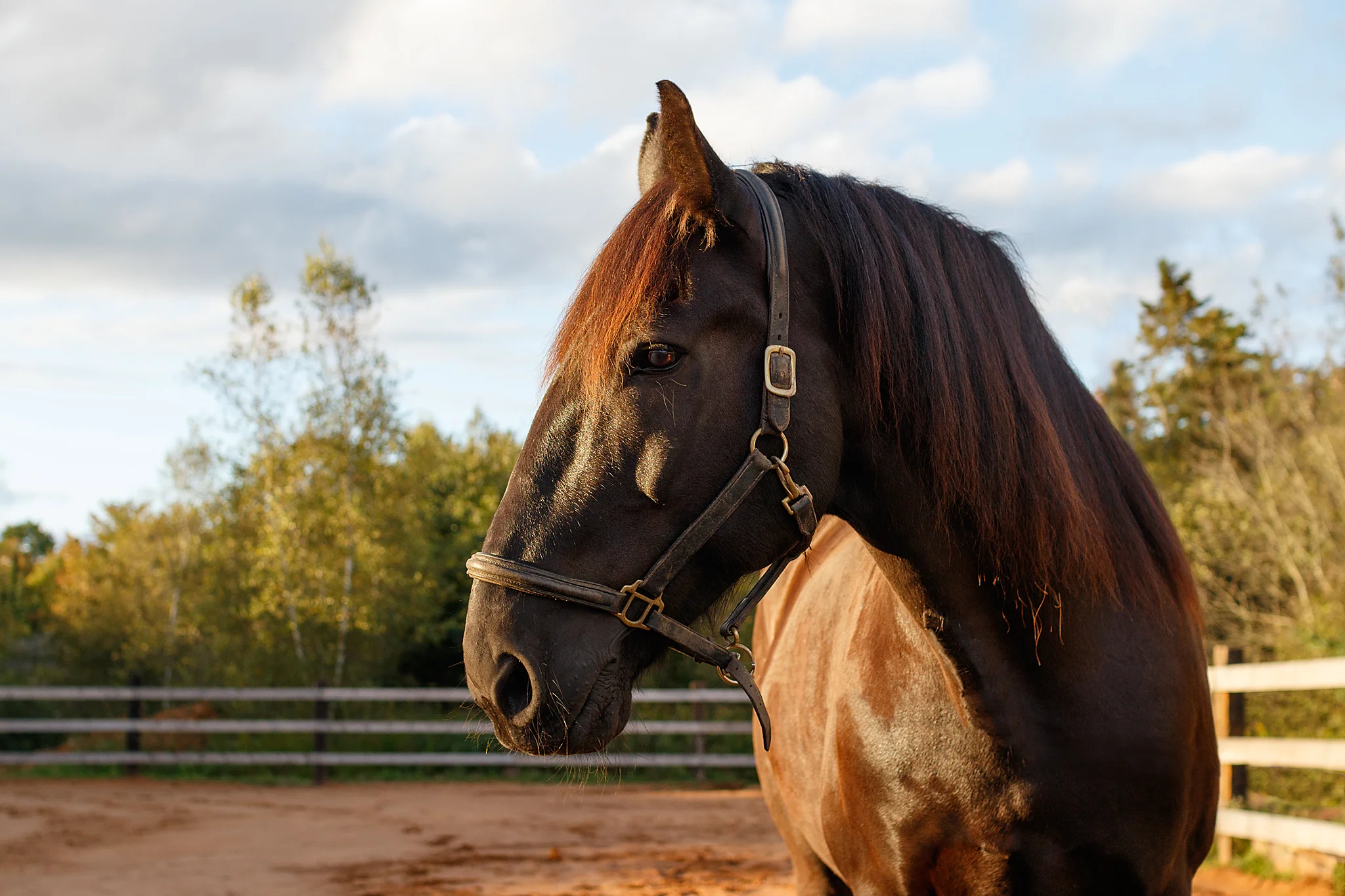 equine_photography_halifax.jpg