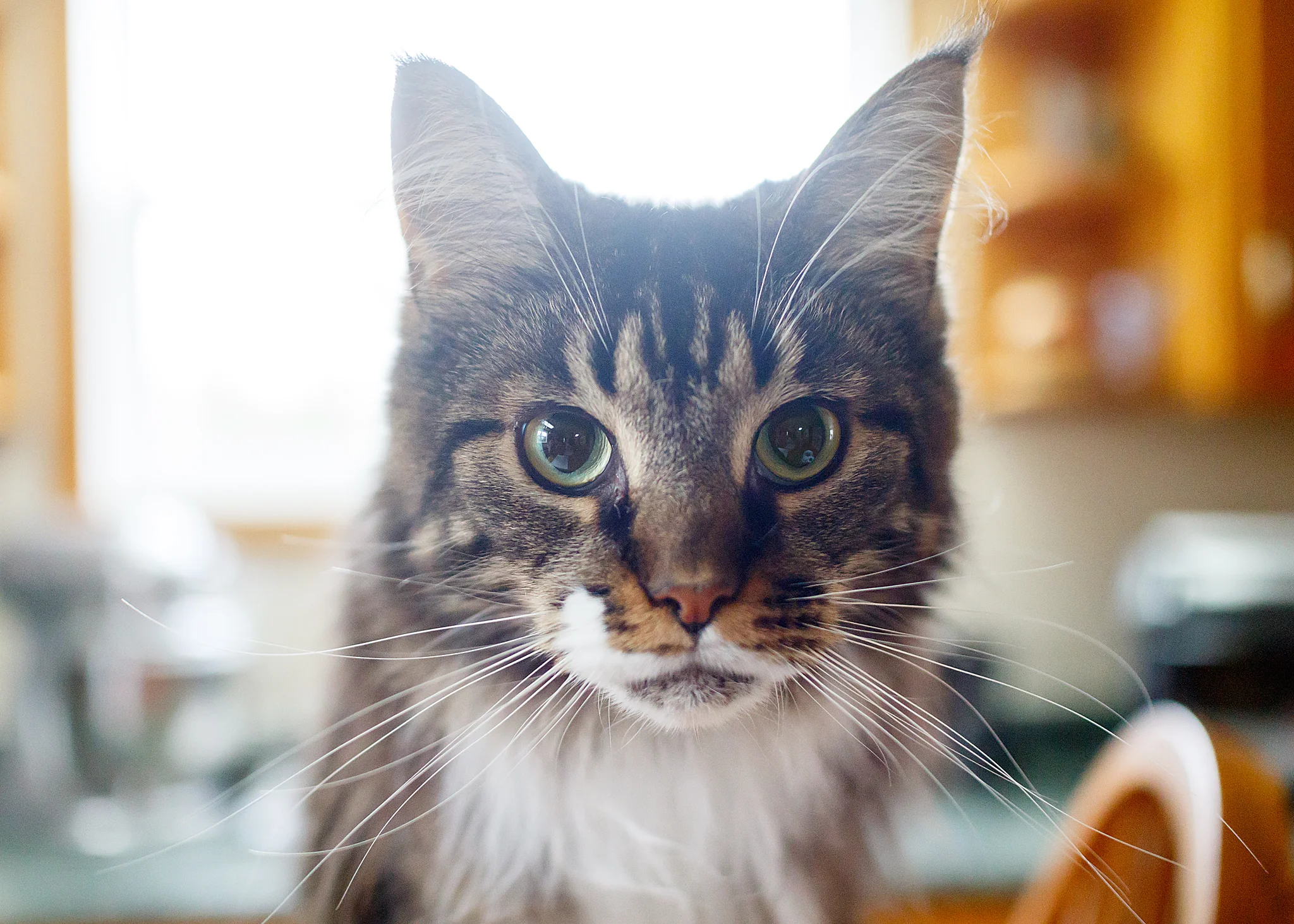 cat_photographer_halifax.jpg