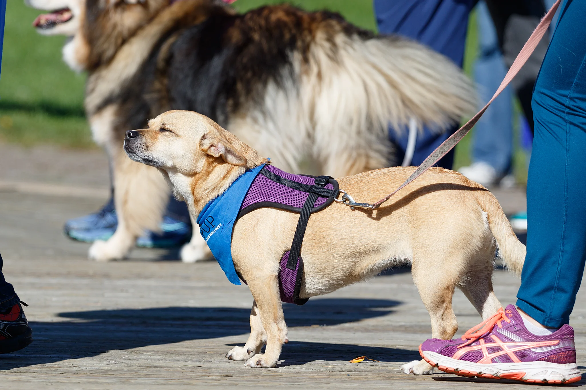 chihuahua_pet_photographer_halifax.jpg