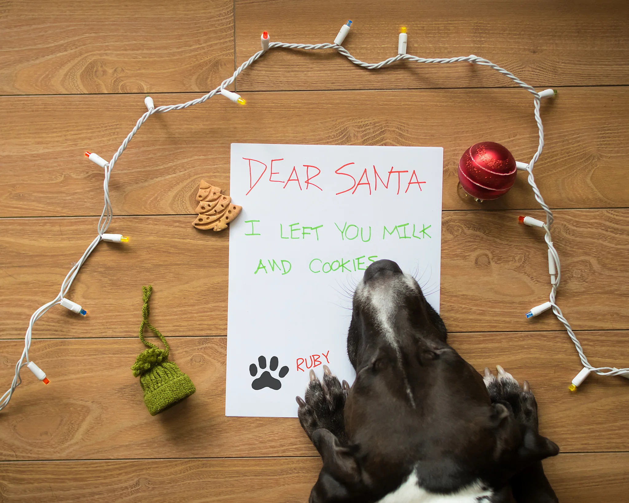christmas_puppy_santa_halifax.jpg