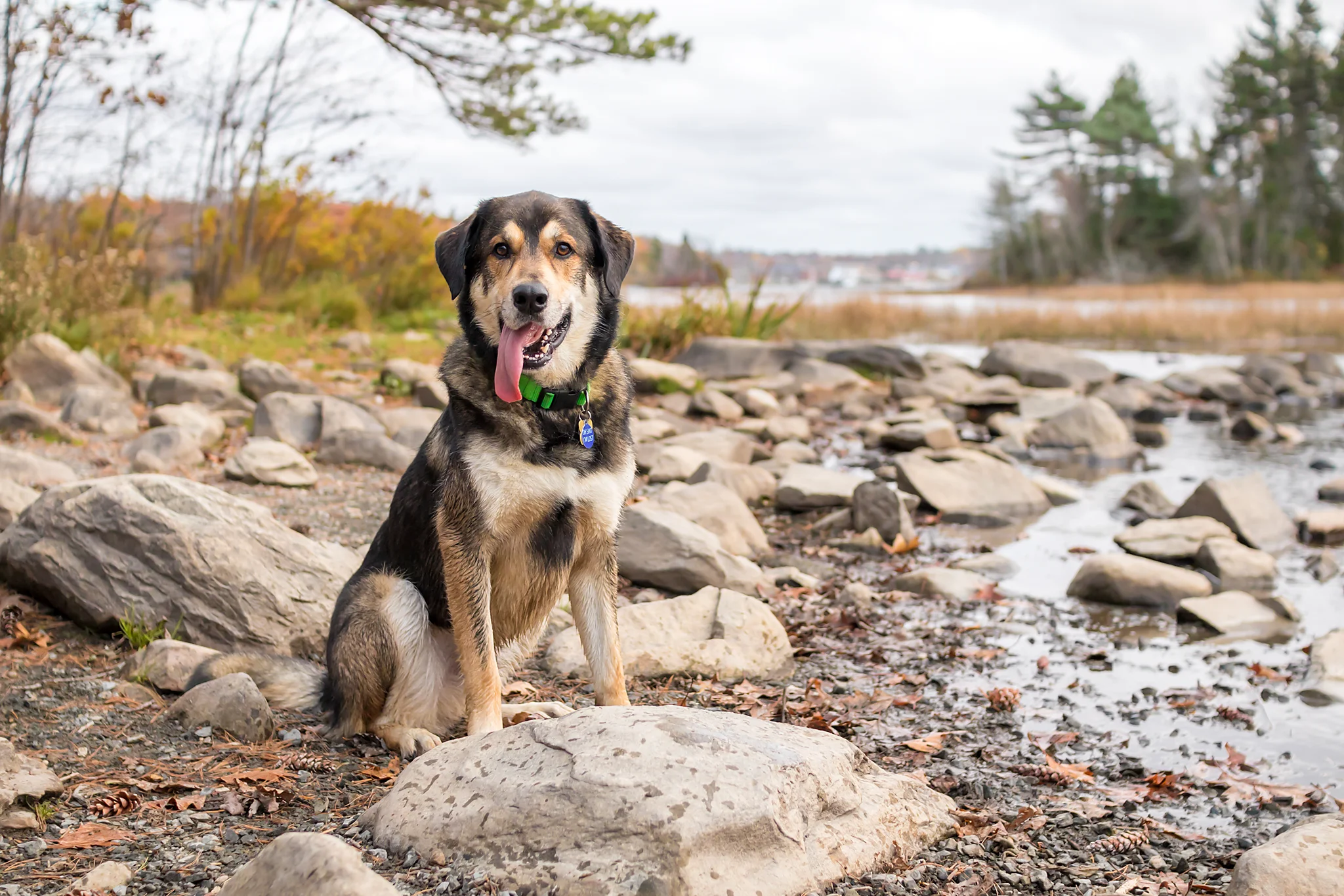 shubie_park_dog_photographer.jpg