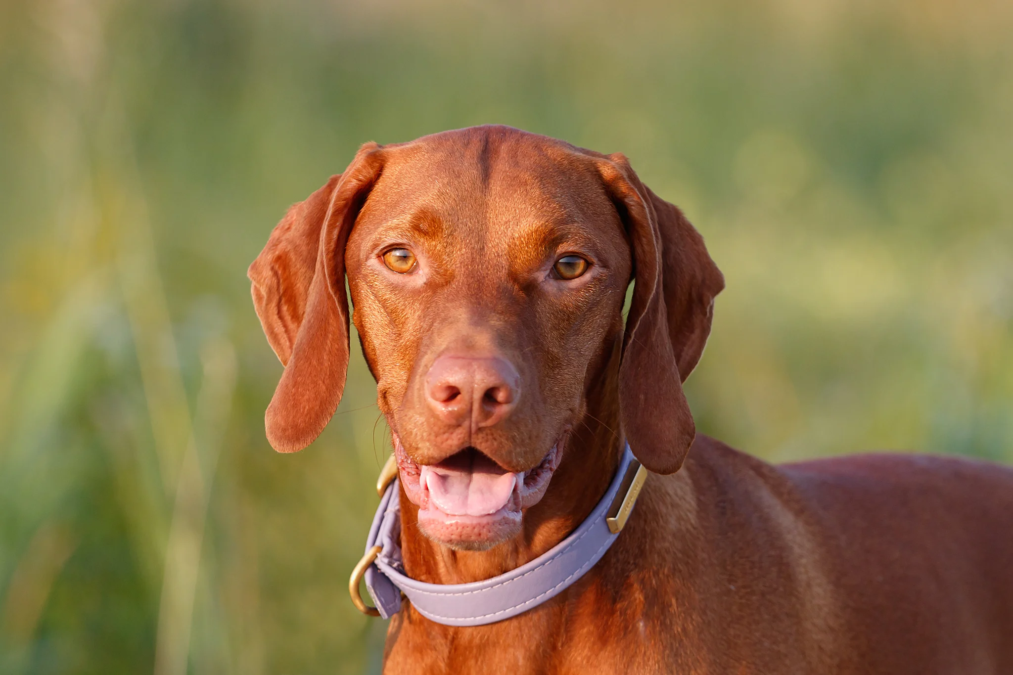 vizsla_halifax_pet_photographer.jpg