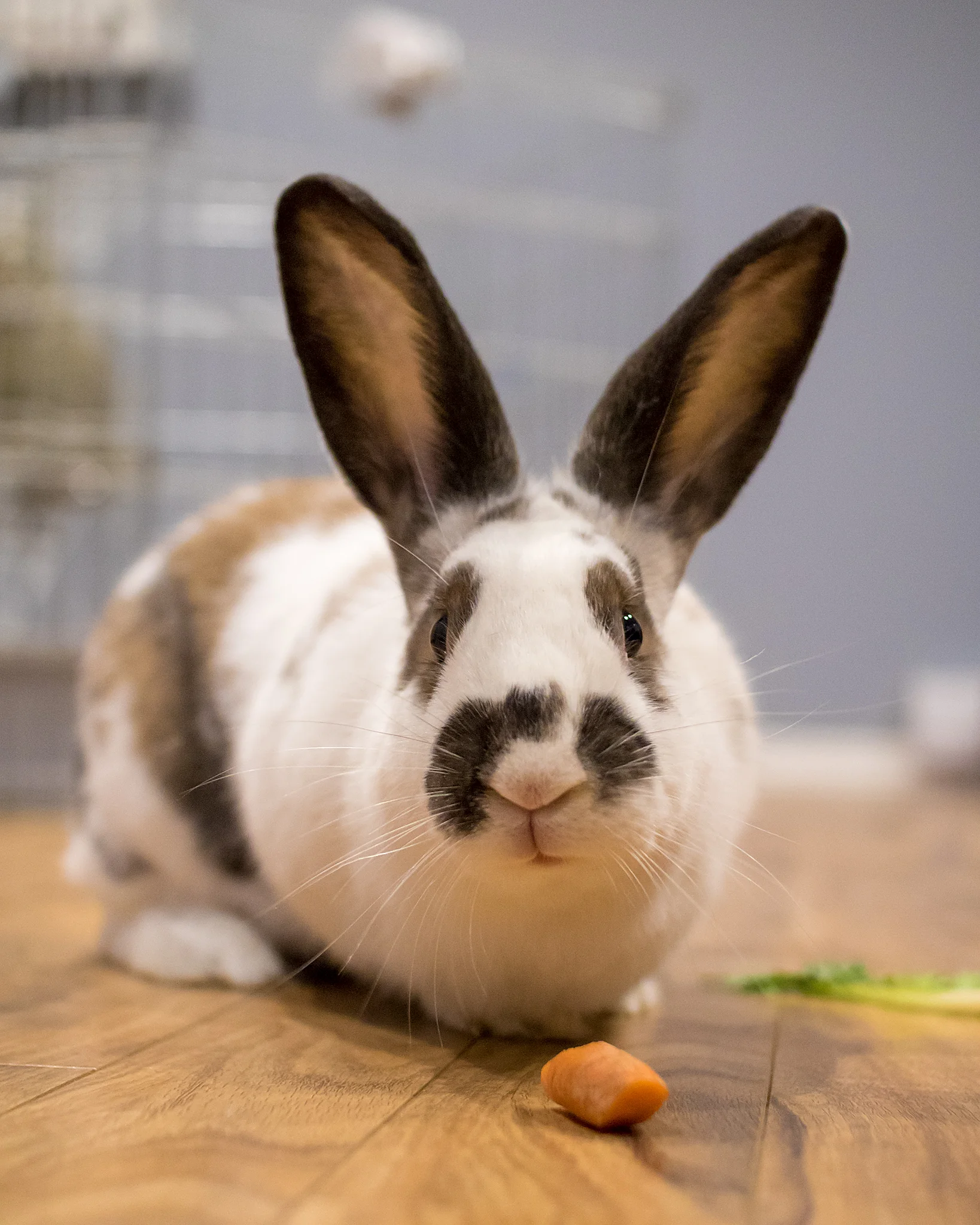 rabbit_rescue_halifax.jpg