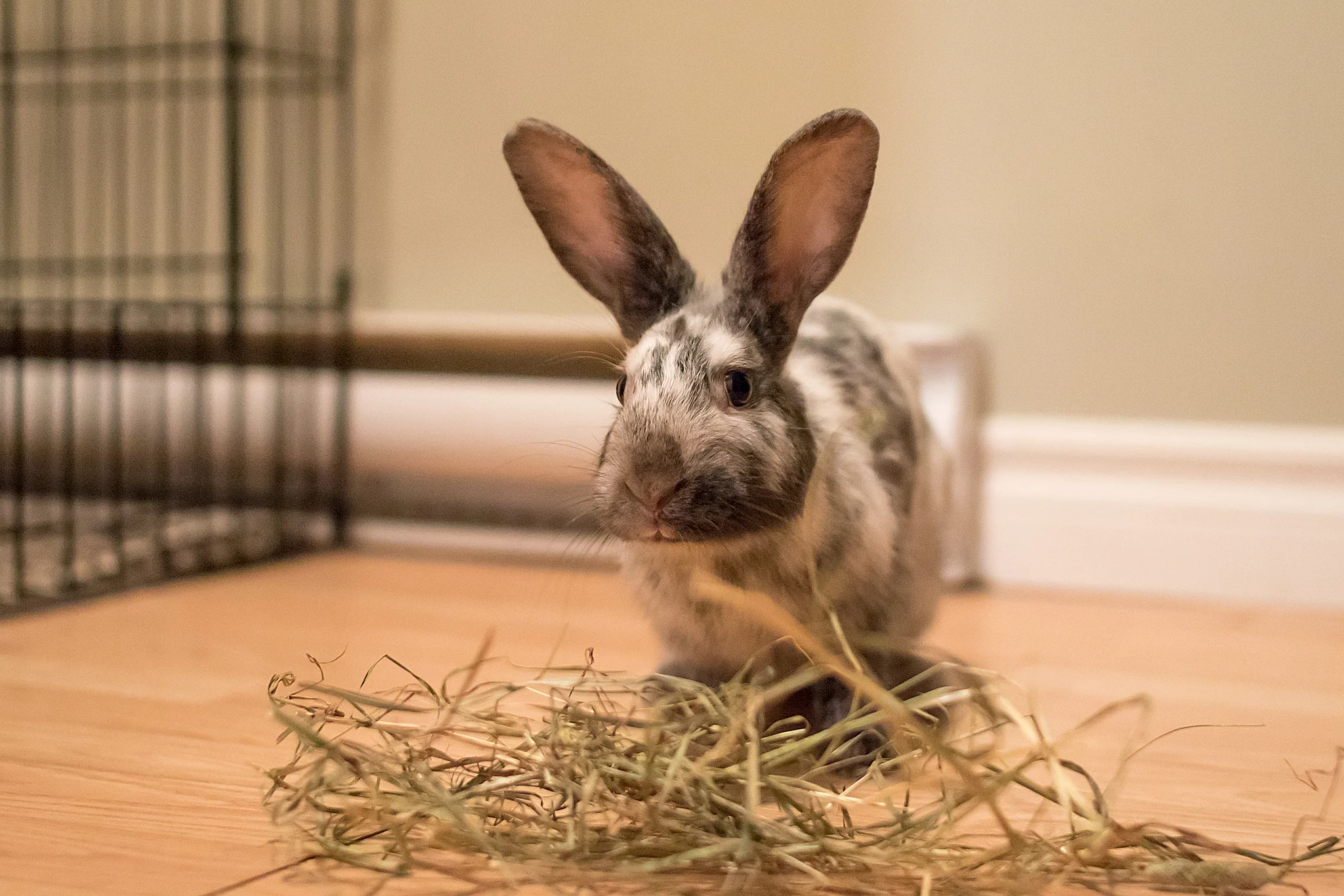 rabbit_photo_halifax.jpg
