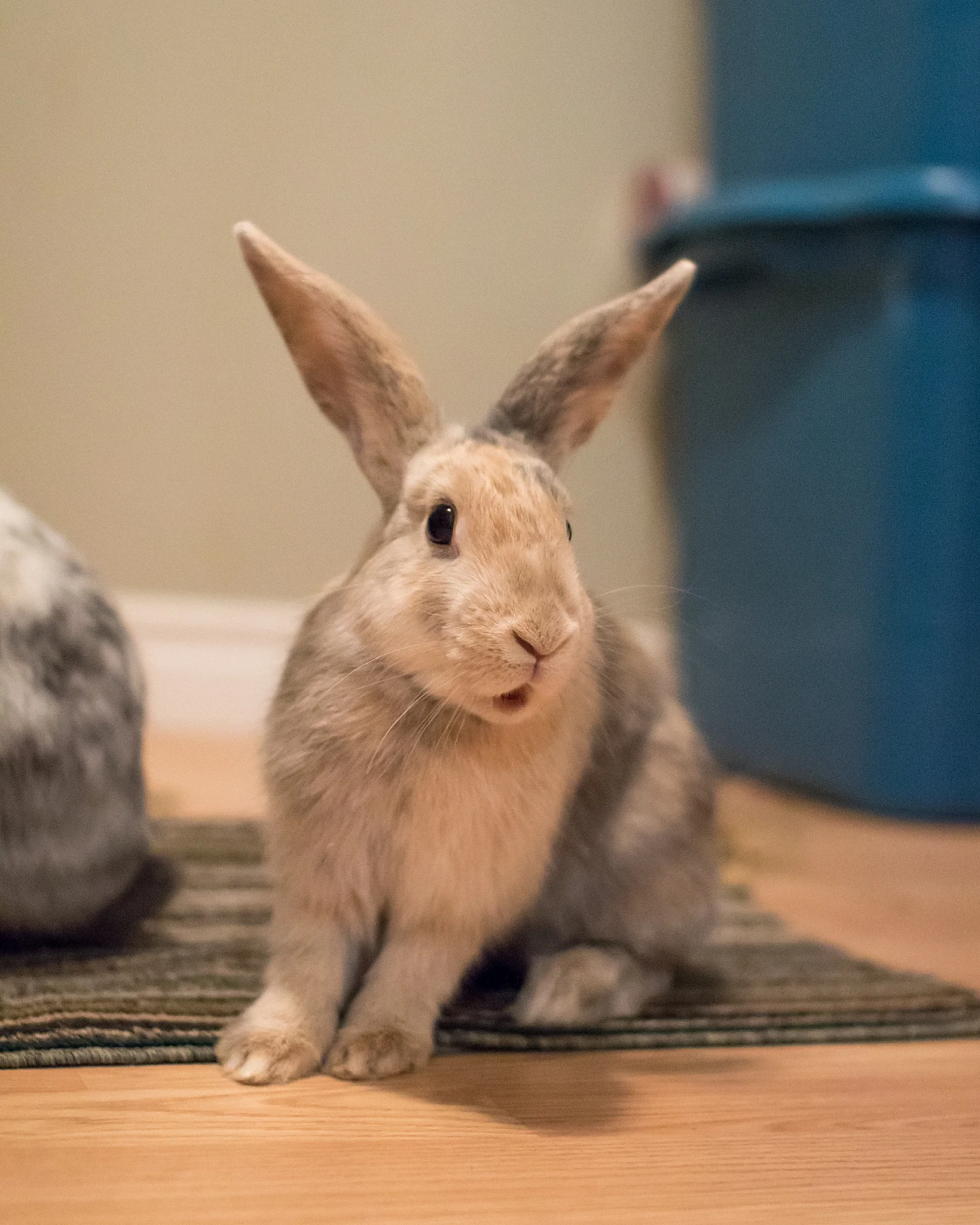funny_bunny_photo.jpg