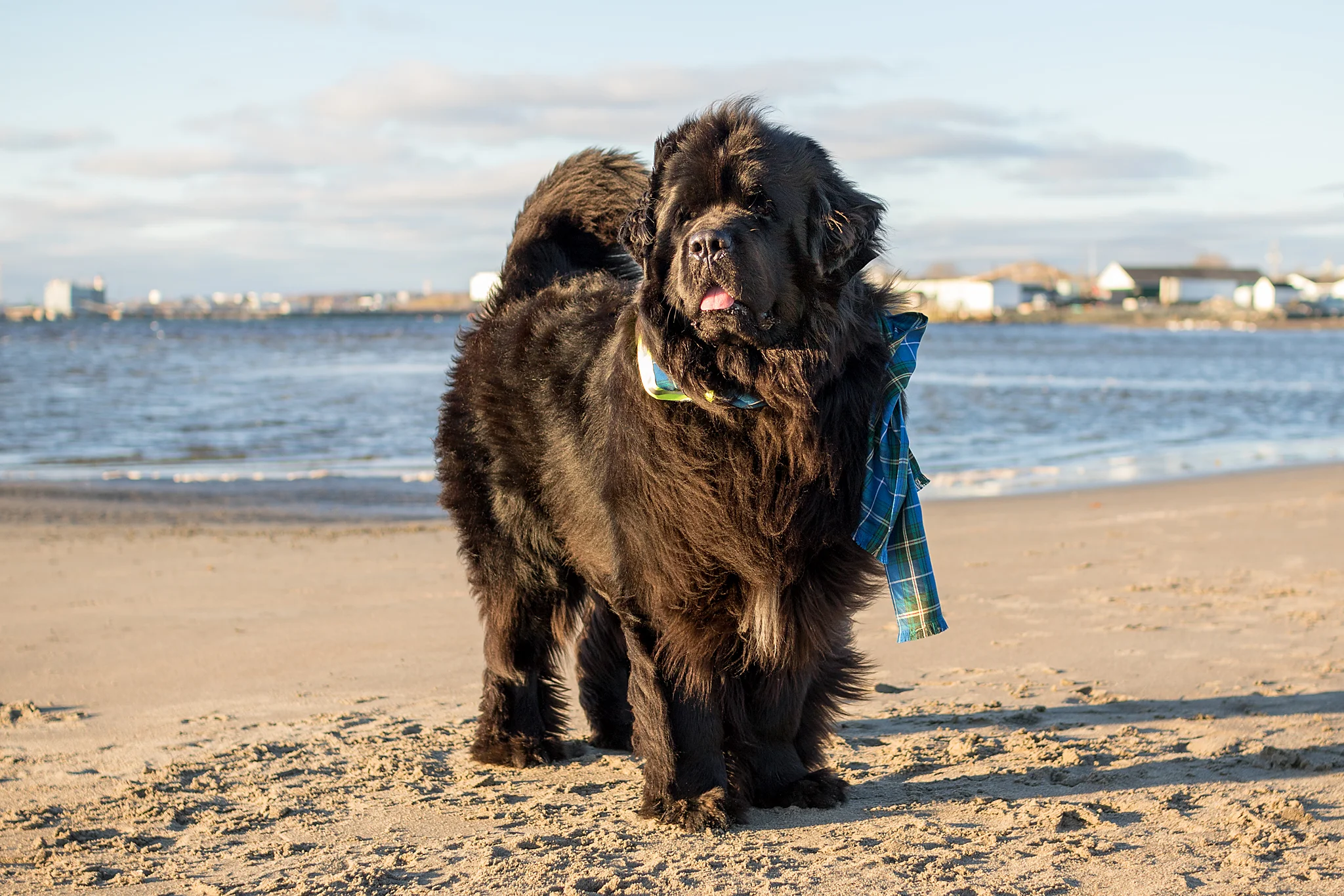 newfoundland_dog_photography.jpg