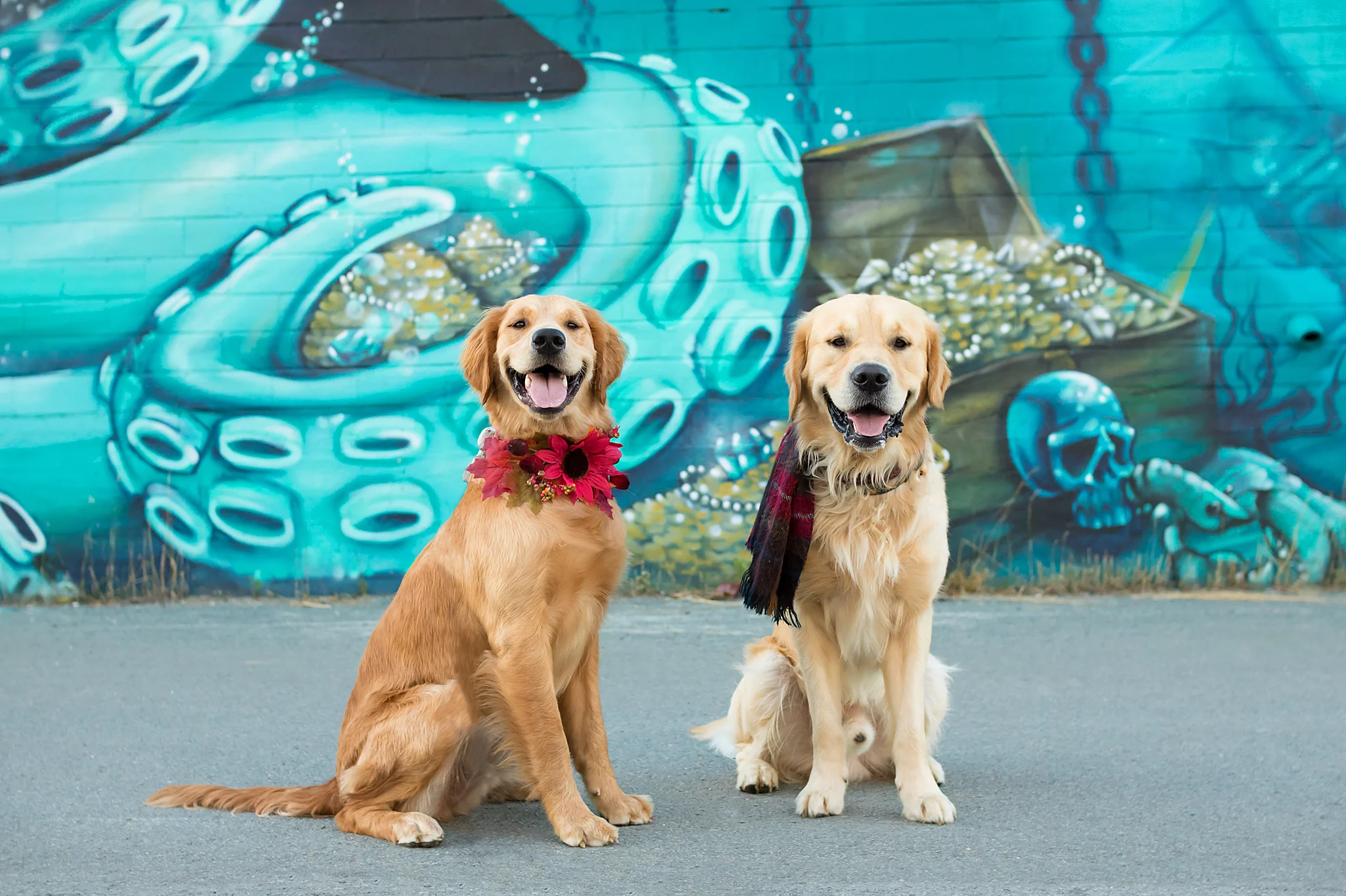golden_retriever_halifax_photography.jpg