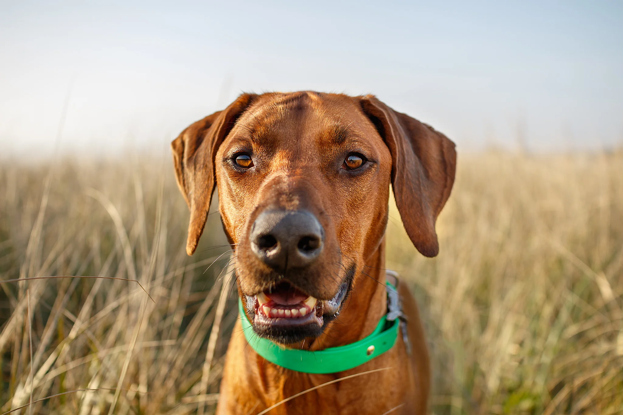 rhodesian_ridgeback_wet_nose_images.jpg