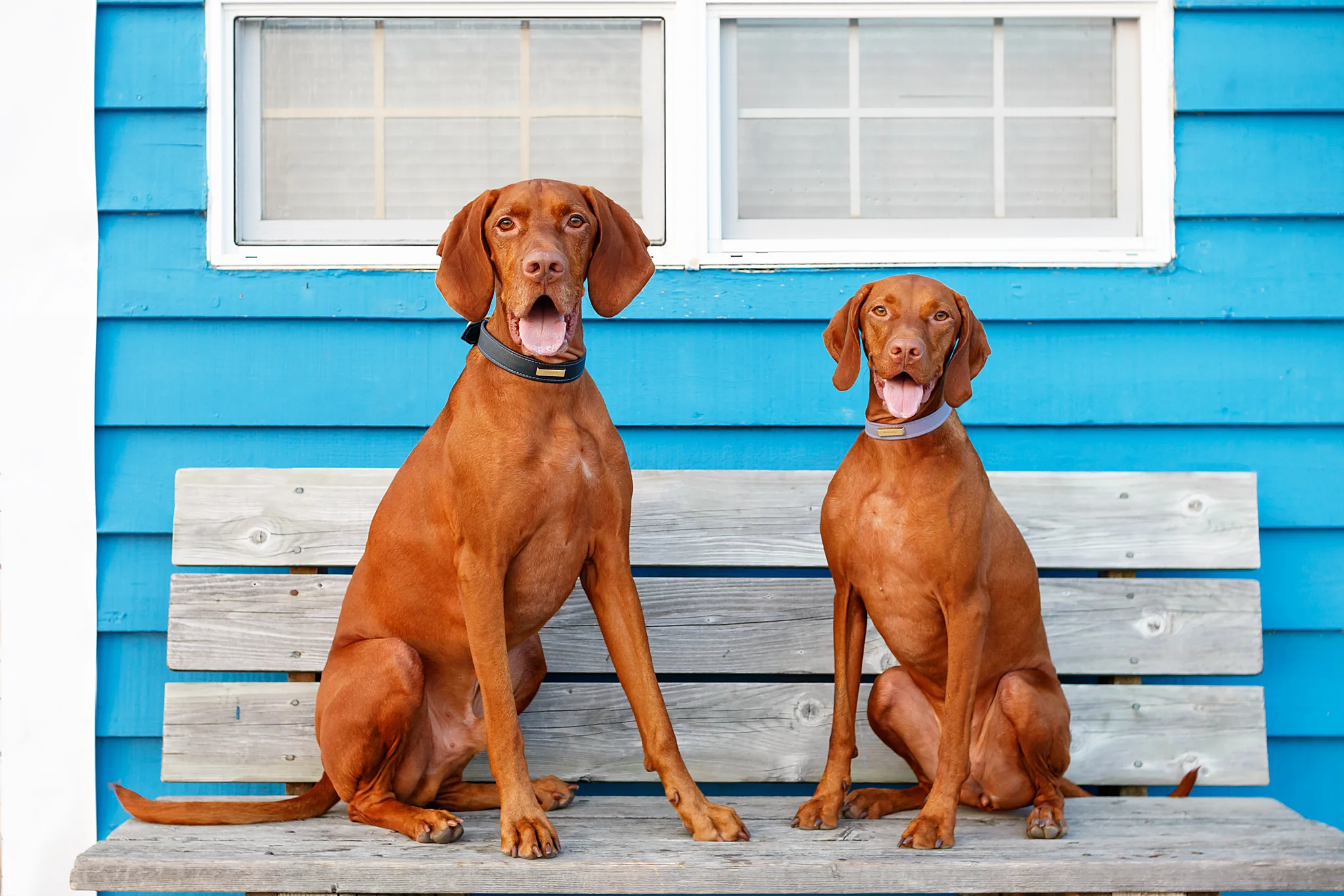 vizsla_photographer_halifax.jpg