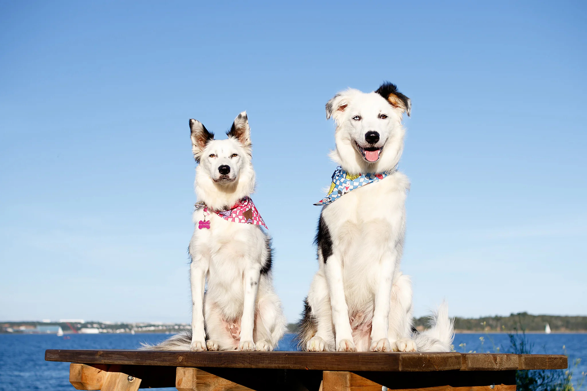 border_collie_photographer_halifax.jpg