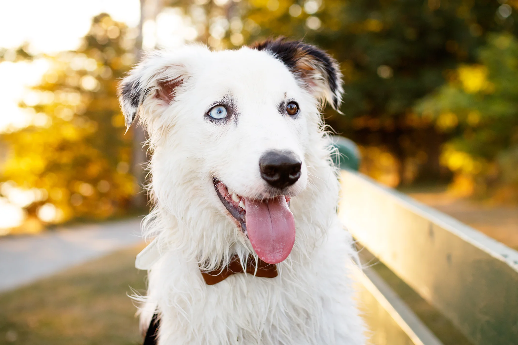 border_collie_heterochromia_photography.jpg
