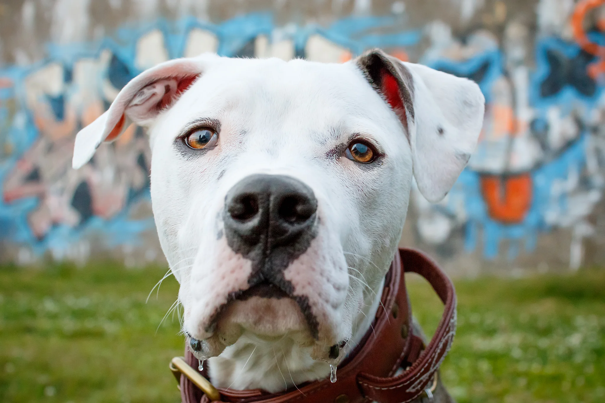 bully_breed_graffiti_dog_photography.jpg