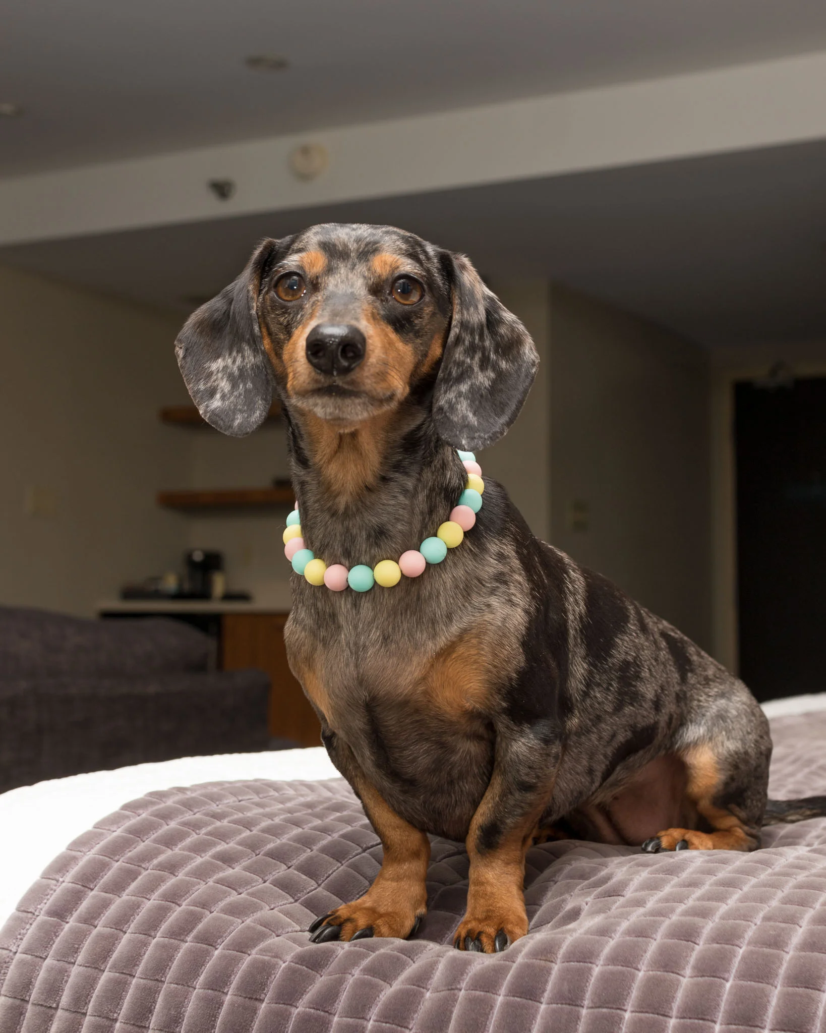 Halifax Dog Photographer Cambridge Suites Hotel Part 2 Dog