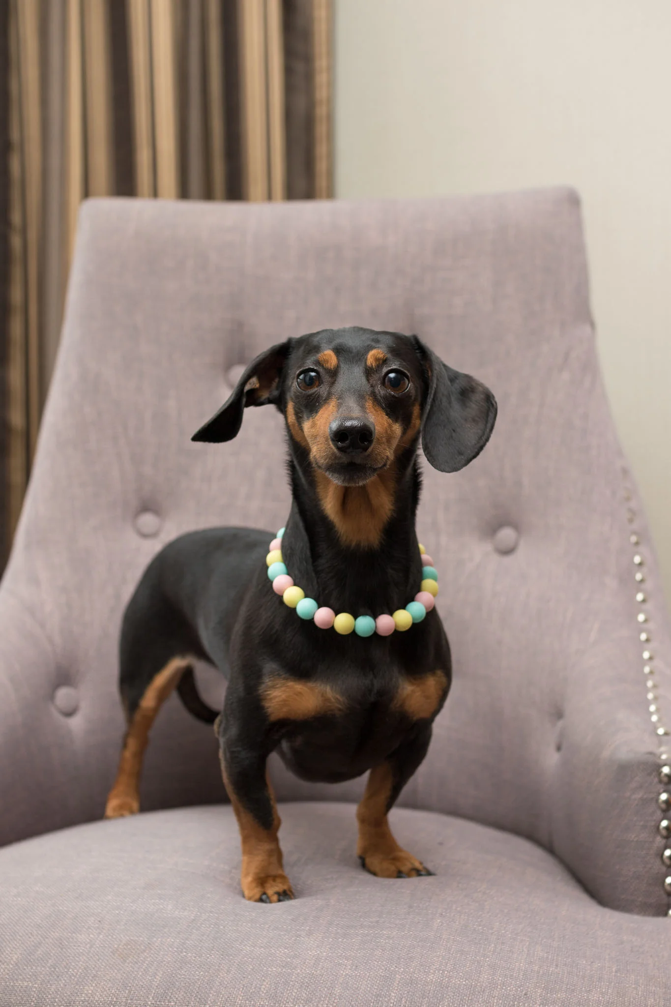 Halifax Dog Photographer Cambridge Suites Hotel Part 2 Dog