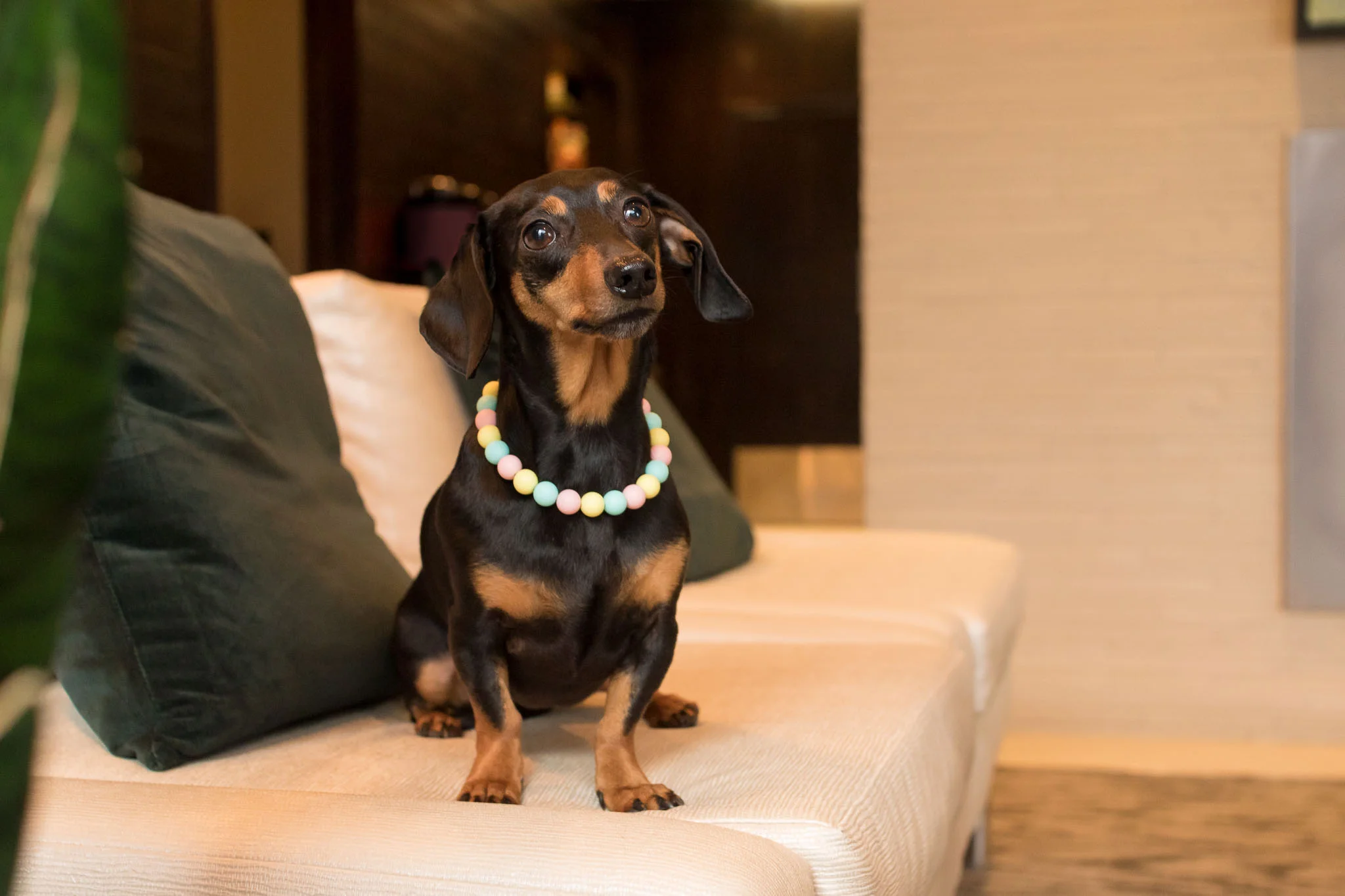 Halifax Dog Photographer Cambridge Suites Hotel Part 2 Dog