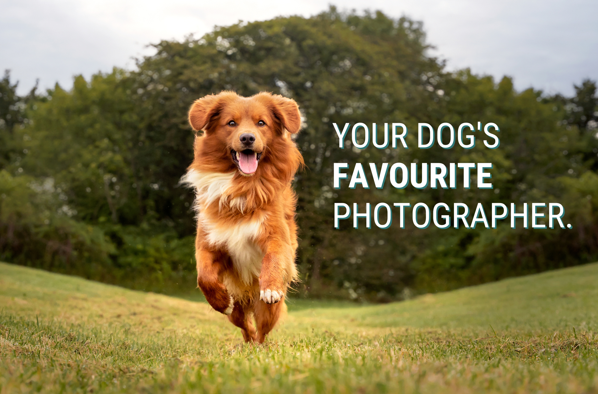 YOUR DOG'S FAVOURITE PHOTOGRAPHER(4).png