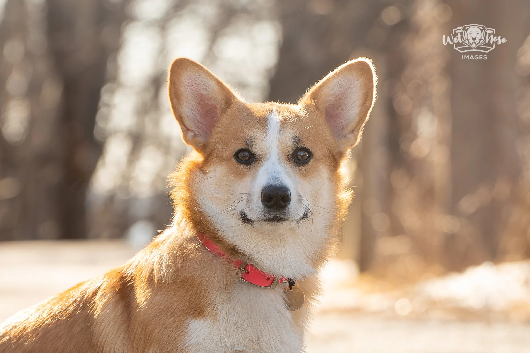 Halifax Dog Photographer - Reviews — Wet Nose Images