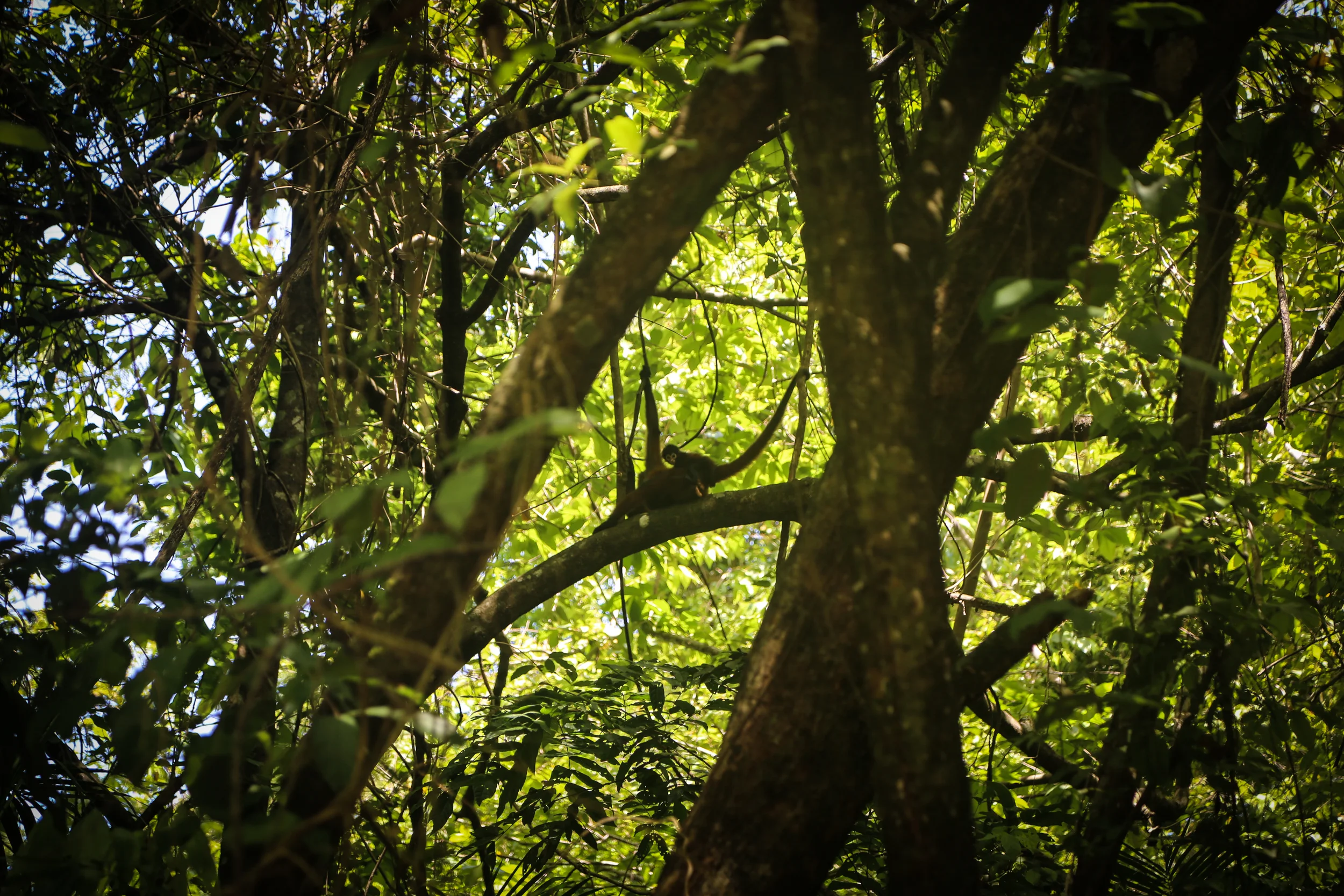 costarica (27 of 30).jpg