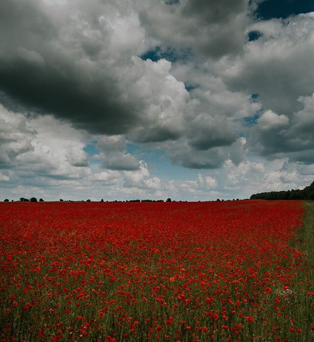 Poppies #1  #poppies #summer #cotswolds #condicote #environment #globalwarming #climatechange #health #beauty #travel  #landscape #photography #urban #landscape #urbanphotography #travelphotography #documentaryphotography #documentary #photographer #