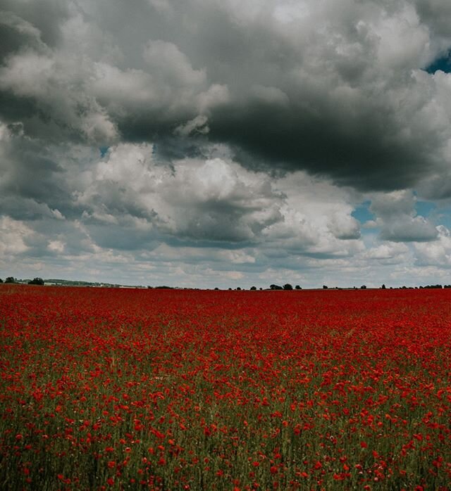 Poppies #2  #poppies #summer #cotswolds #condicote #environment #globalwarming #climatechange #health #beauty #travel  #landscape #photography #urban #landscape #urbanphotography #travelphotography #documentaryphotography #documentary #photographer #